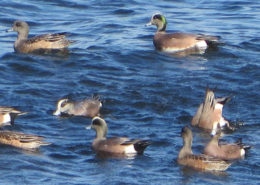 American Widgeon