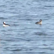 Sea ducks bobbing in Hay Harbor