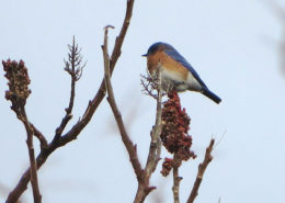 Eastern Bluebird by Justine Kibbe