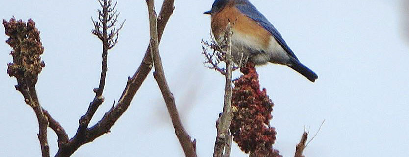 Eastern Bluebird by Justine Kibbe