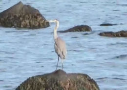 Hay Harbor's Great Blue Heron