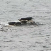 Five Harbor Seals by Justine Kibbe