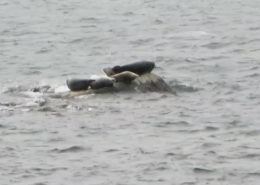 Five Harbor Seals by Justine Kibbe