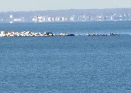 East Harbor Seals