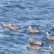 Widgeon Class ducks Hay Harbor
