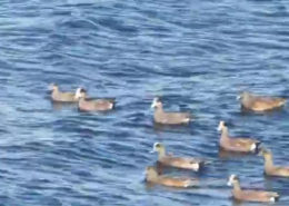 Widgeon Class ducks Hay Harbor