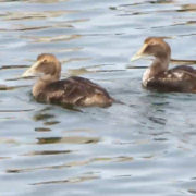 diving sea ducks