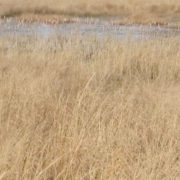 Ibis Pond