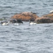 foraging Brant by Justine Kibbe