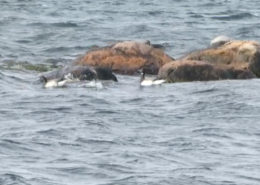 foraging Brant by Justine Kibbe