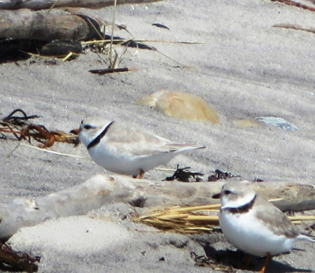fishers plovers plover