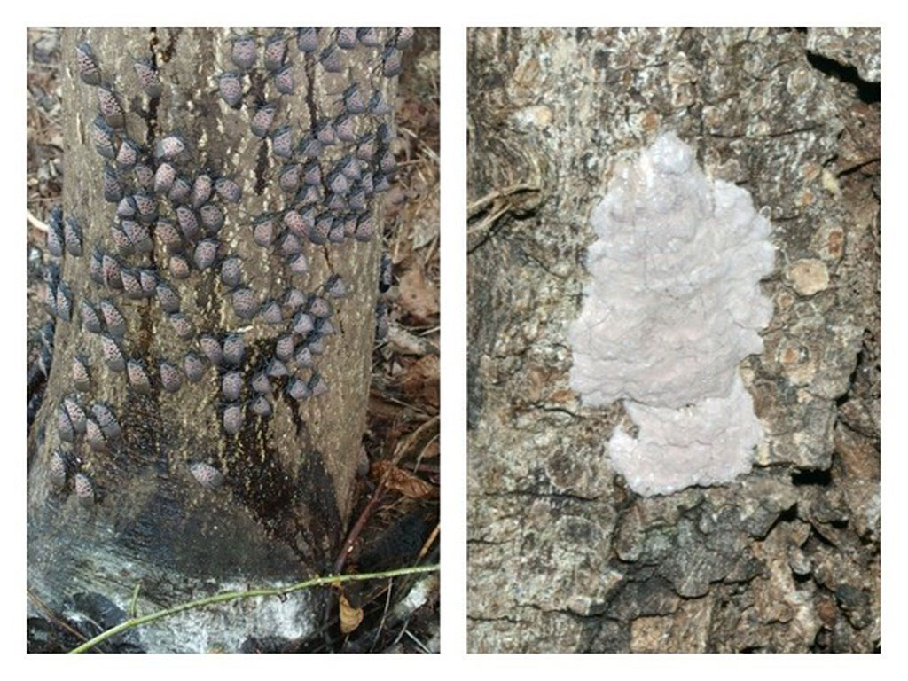 spotted lantern fly eggs