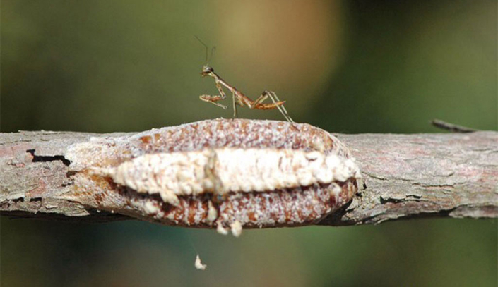 World Of Difference Between Egg Cases Fishers Island Conservancy   Native Carolina Mantis Egg Case Sargent 2 705x407 