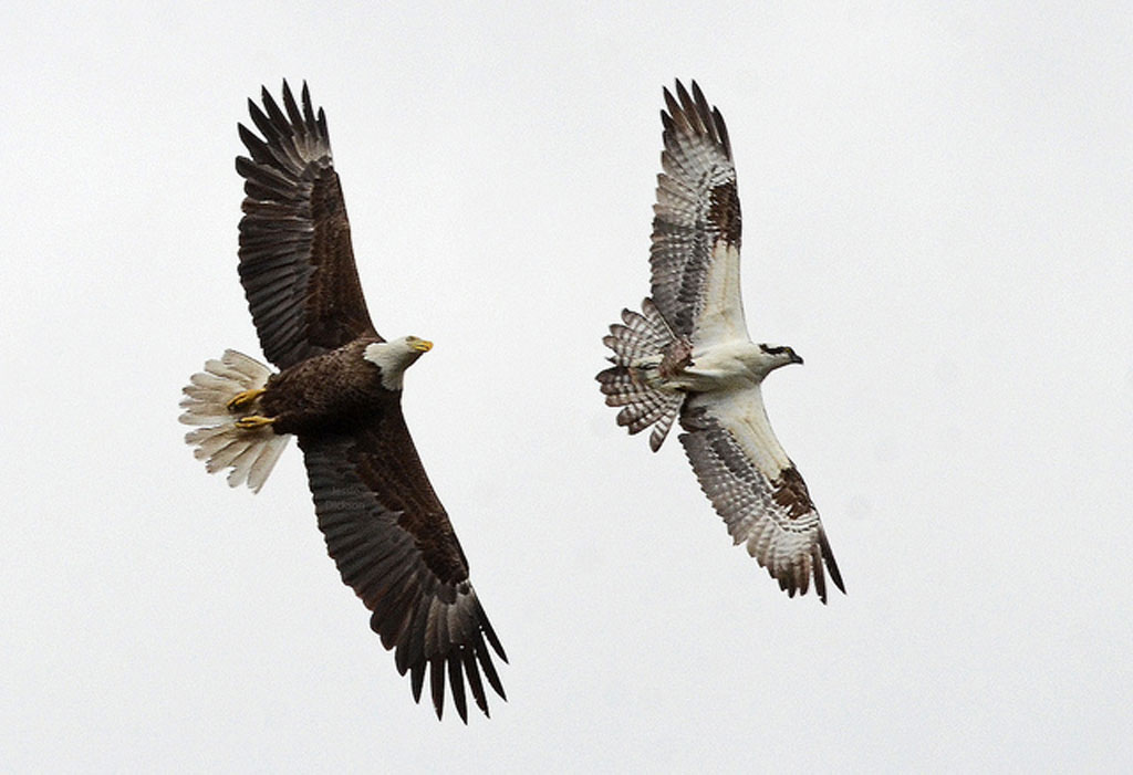 osprey bald eagles