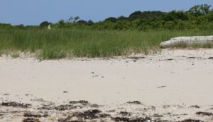 Least Tern nesting, captured by Anna White