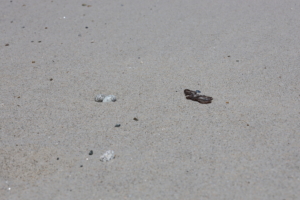 Two Least Tern eggs, captured by Anna White