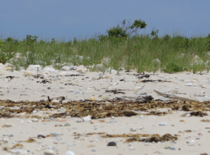 Spot the nesting Piping Plover! Captured by Anna White