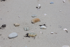 Four Piping Plover eggs, captured by Anna White