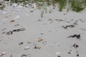 Spot the Piping Plover eggs! Captured by Anna White