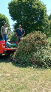 Undergraduates Carter Perez and Francisco Salgado showcase a towering pile of Japanese knotweed